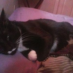 Meet your Posher, Phoebe